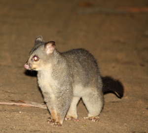 Common Grey Brushtail Possum