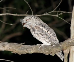 Tawny Frogmouth with snack
